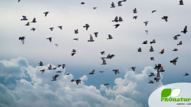 Funkstrahlung beeinflusst Vögel