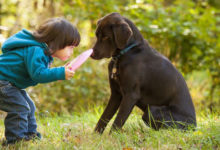 Spiele mit dem Hund