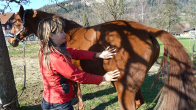 Kinesiologie mit dem Pferd