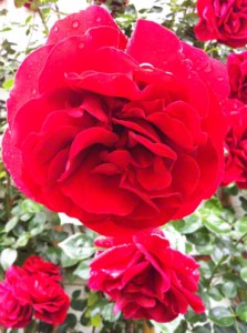 Rosen, eine Pflanze der Gefühle