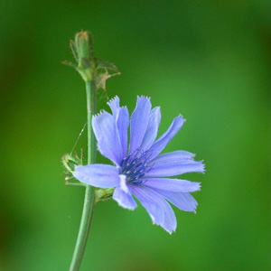 Wegwarte, Heilkraut und Bachblüte