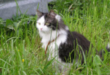 Katzenfell gegen Rheuma ein Mythos!