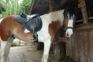 Unser Jackomo, bereit zum Ausritt