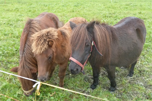 Falabella-Familie, das mittlere ist das Hengstfohlen "Nature"
