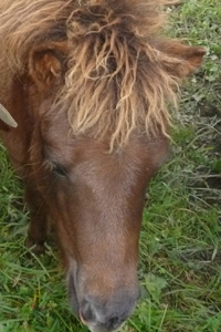 Falabella-Fohlen "Nature"
