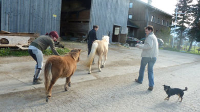 Fohlen "Nature" findet neues Zuhause