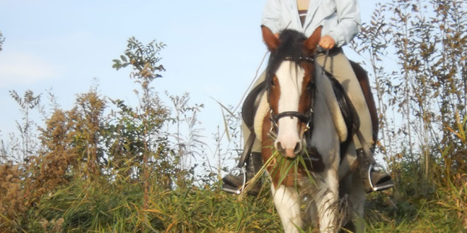 Wie sieht ein Pferd die Welt?