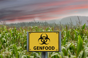 Genmais bald in der EU? (©123rf.com)