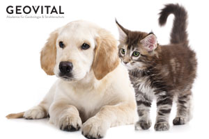 Hunde und Katzen - völlig verschieden