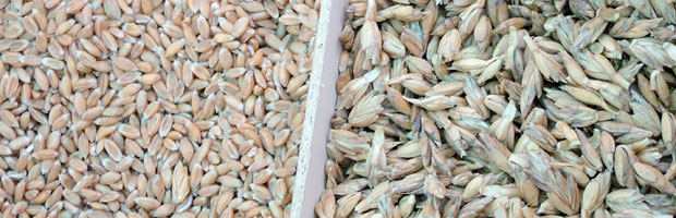 Dinkel, links ohne, rechts mit Spelzen ©Ziko, Wikipedia