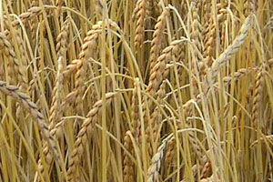 Dinkelähren enthalten Gluten - © Huijts, Wikipedia