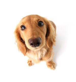 Wenn der Hund den Blick aufsetzt!