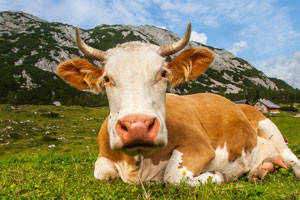 Turbo Milchkuh - Verheizt für billige Milch. Dokumentation über Qual, Tod und Geiz ist geil! 4 Artgerechte Kuhhaltung für beste Milch!