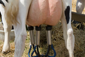 Turbo Milchkuh - Verheizt für billige Milch. Dokumentation über Qual, Tod und Geiz ist geil! 2 Melken der Milch bei einer gesunden Kuh