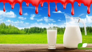 Wenn der Milchpreis und Wettbewerb mit Schmerz, Blut und Tod bezahlt wird (©123rf.com)