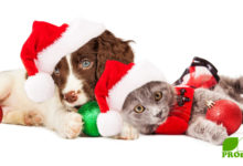 Gesunde Geschenke für unsere tierischen Familienmitglieder - Katze & Hund